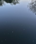 IMG_0905.jpeg