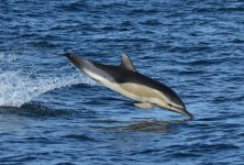 Resized Common dolphin.jpg