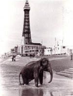 Blackpool-Museum-Project-elephant-on-beach-small.jpg