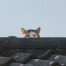 thecatintheroof